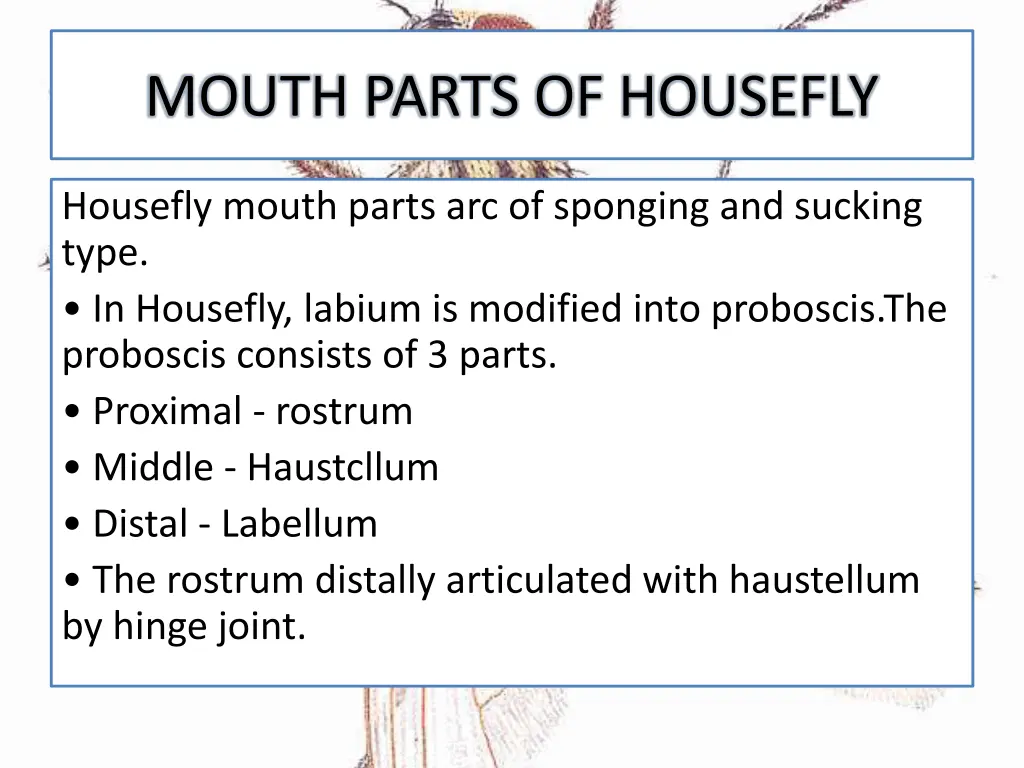 mouth parts of housefly 1