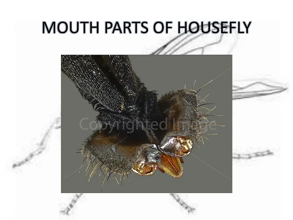 mouth parts of housefly 2