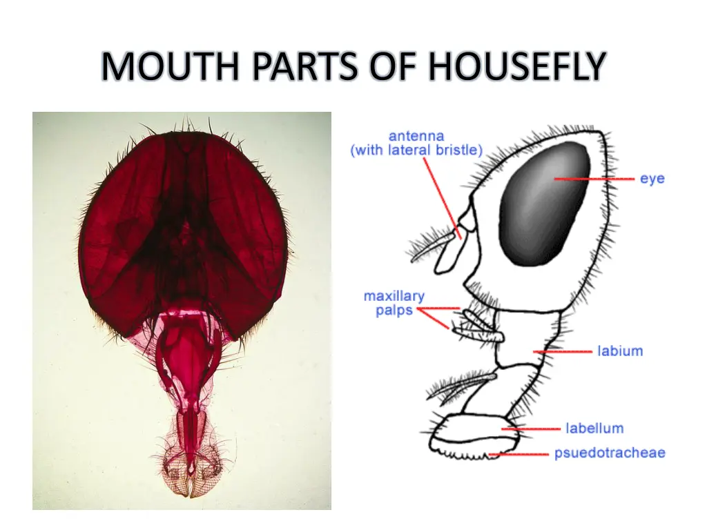 mouth parts of housefly