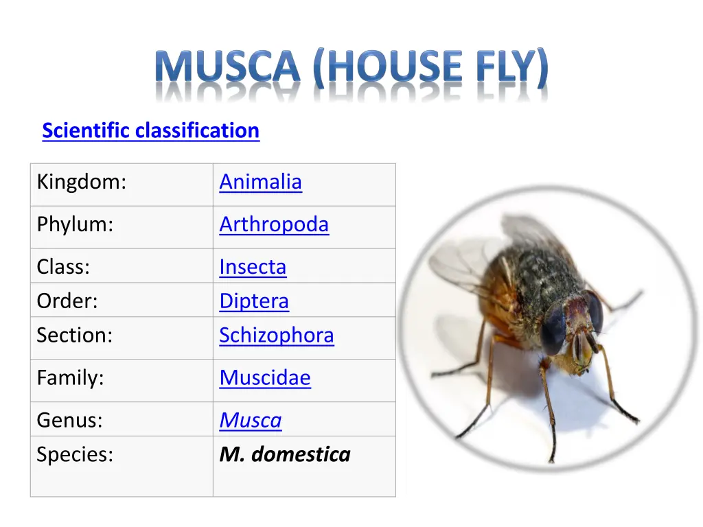 scientific classification