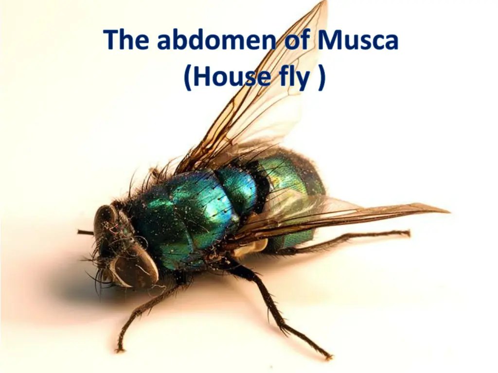 the abdomen of musca house fly