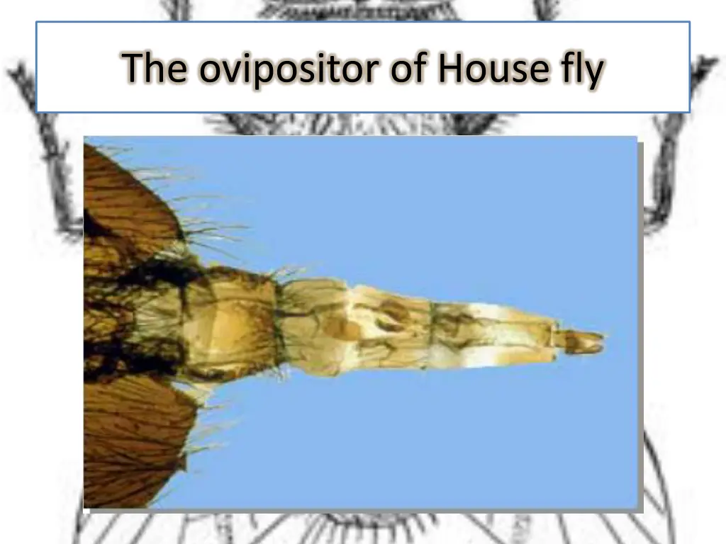 the ovipositor of house fly 1