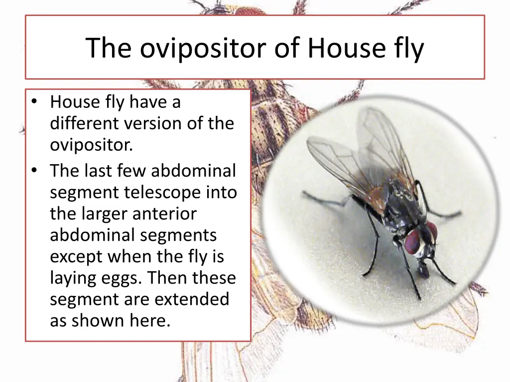 the ovipositor of house fly