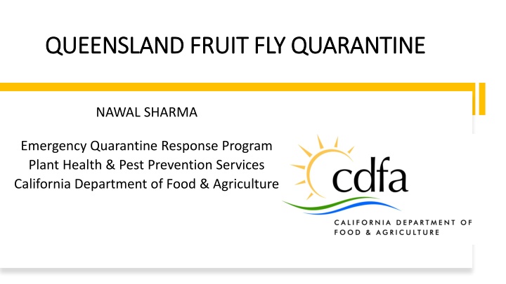 queensland fruit fly quarantine queensland fruit