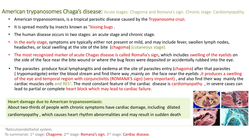 american trypanosomes american trypanosomes chaga