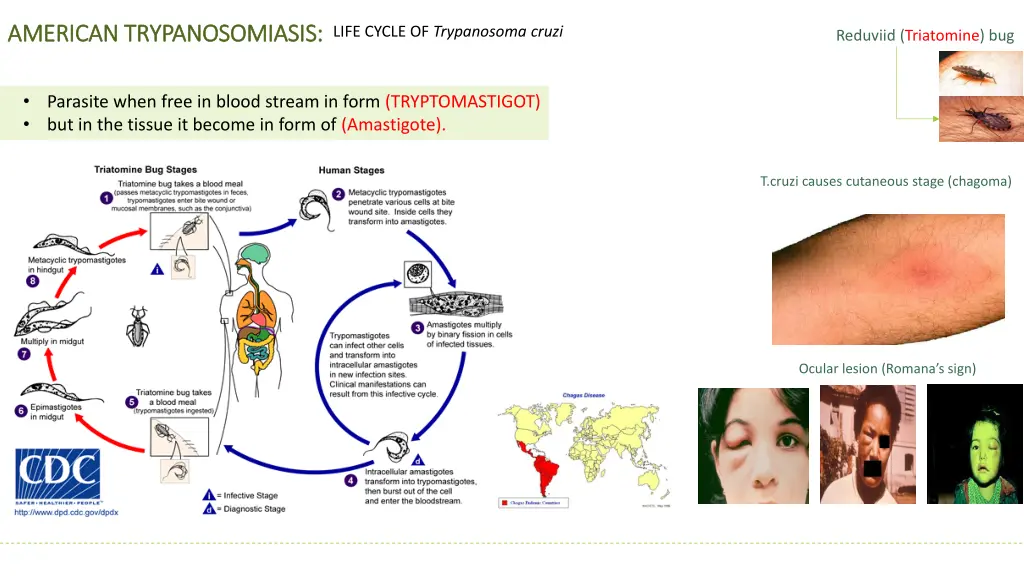 american trypanosomiasis american trypanosomiasis