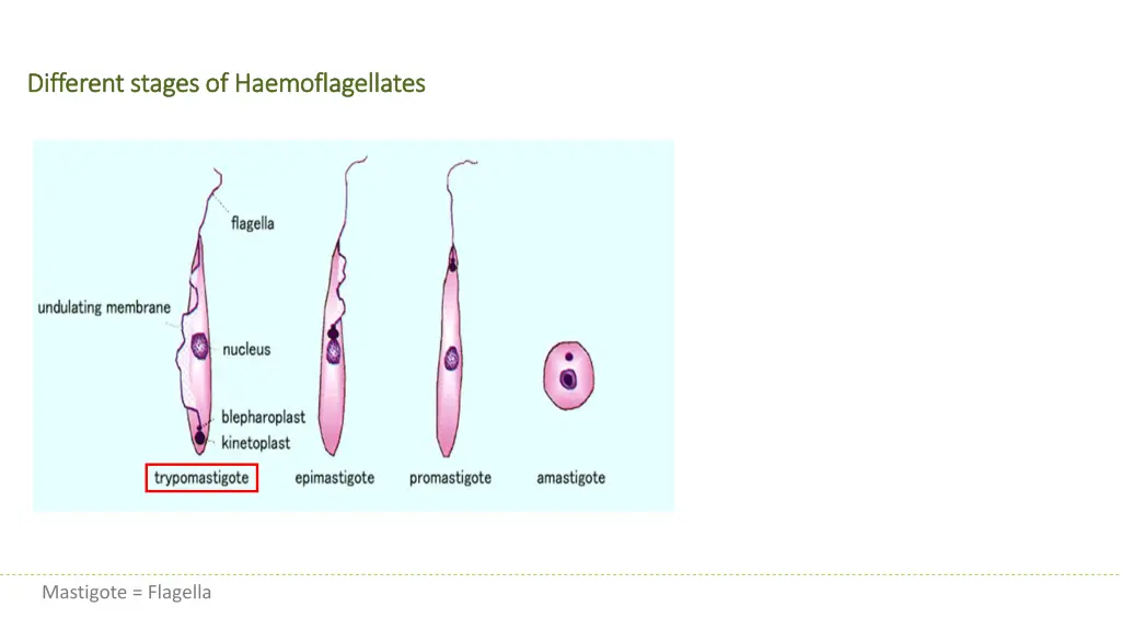 different stages of different stages