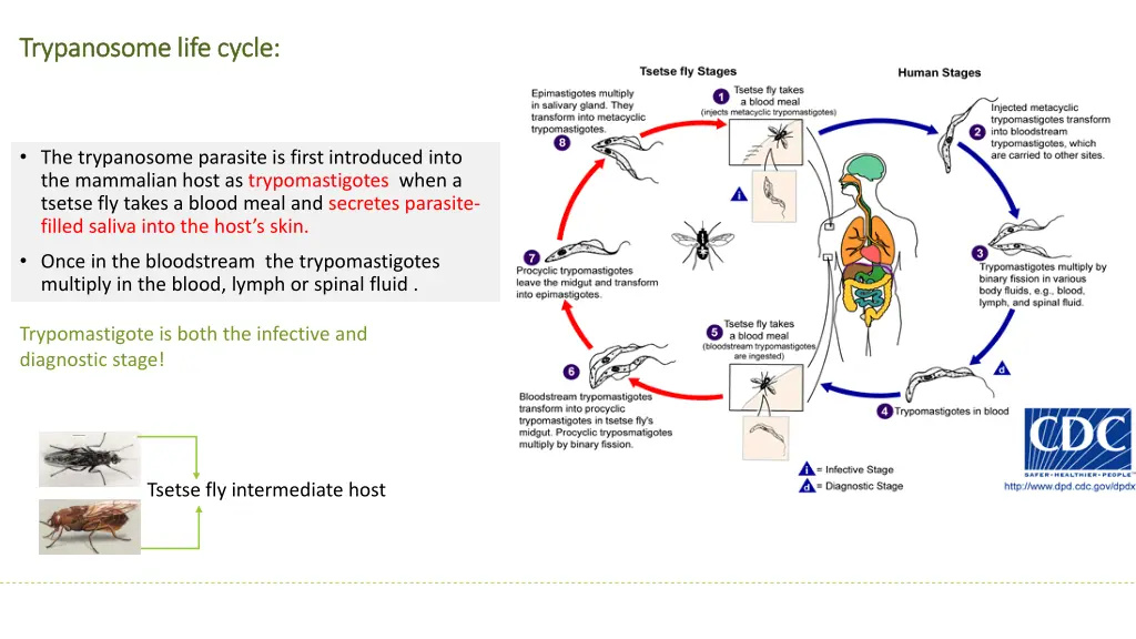 trypanosome trypanosomelife cycle