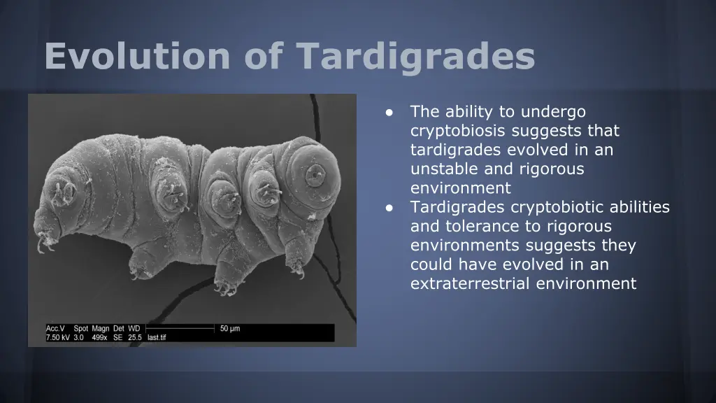 evolution of tardigrades