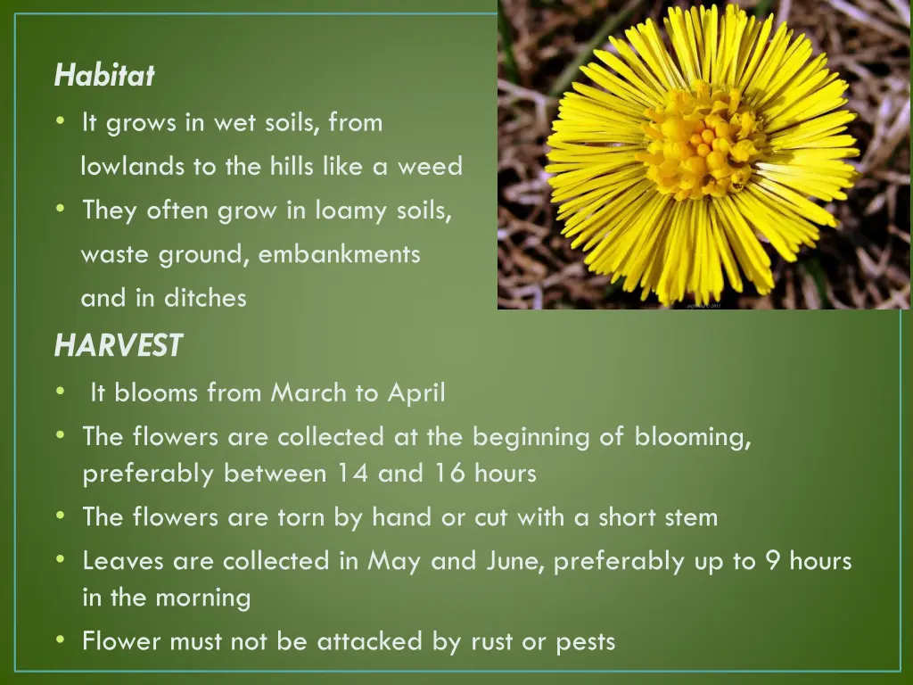 habitat it grows in wet soils from lowlands