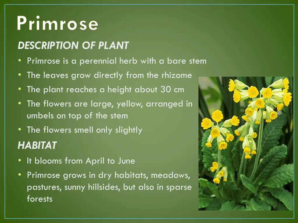 primrose description of plant primrose