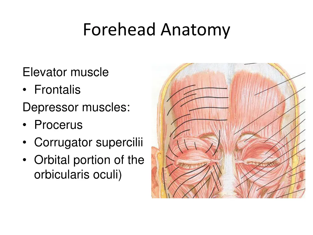 forehead anatomy