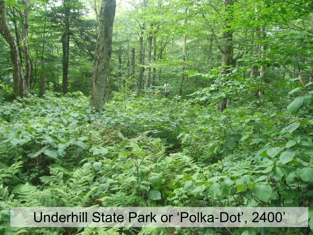 underhill state park or polka dot 2400