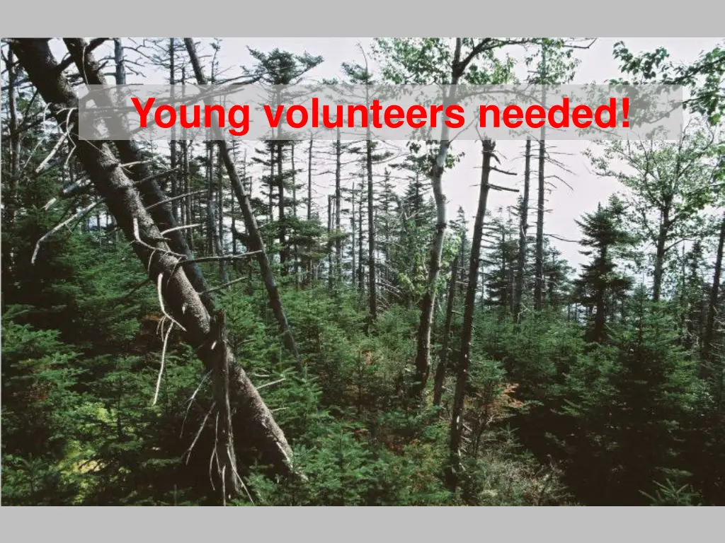 young volunteers needed