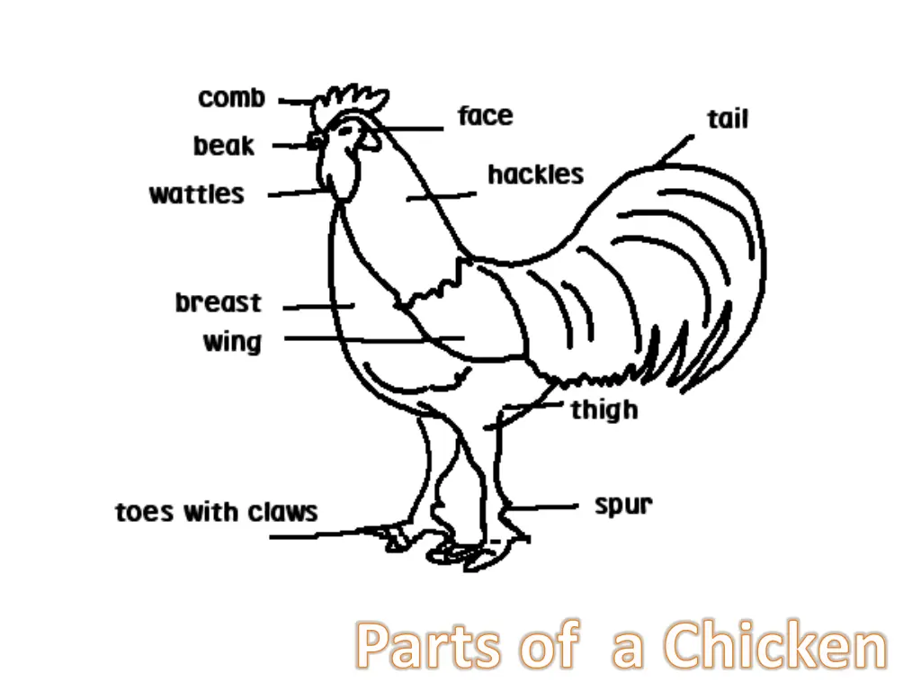 parts of a chicken