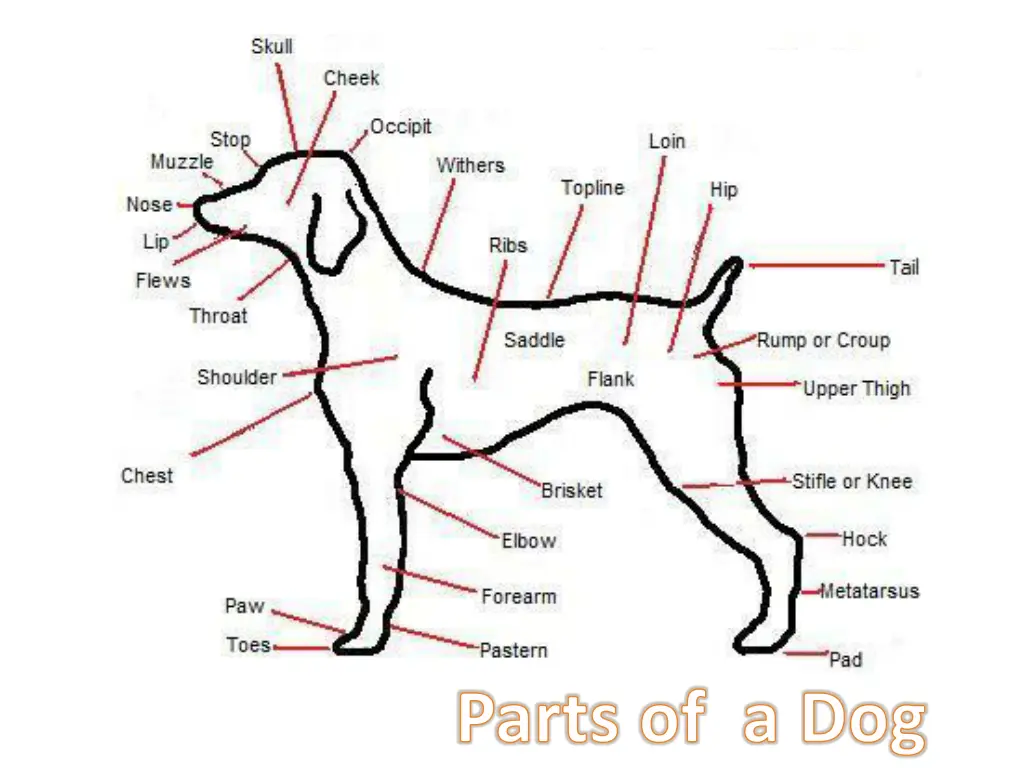 parts of a dog