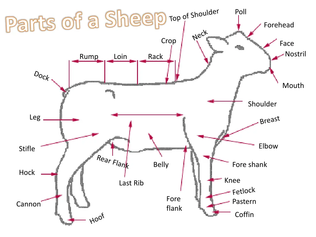 parts of a sheep