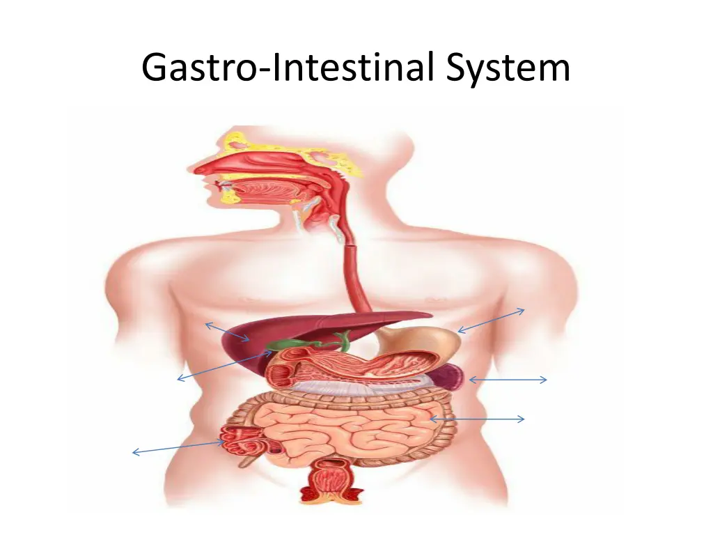 gastro intestinal system 1