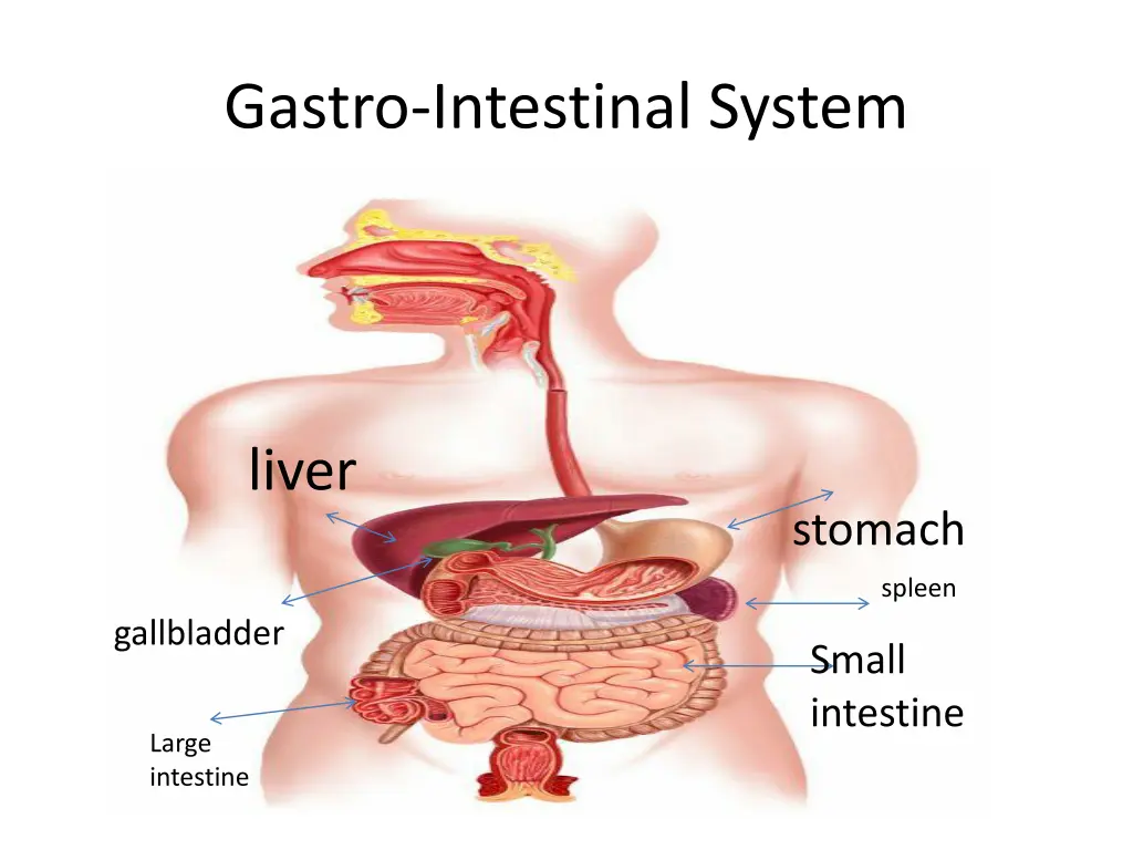 gastro intestinal system