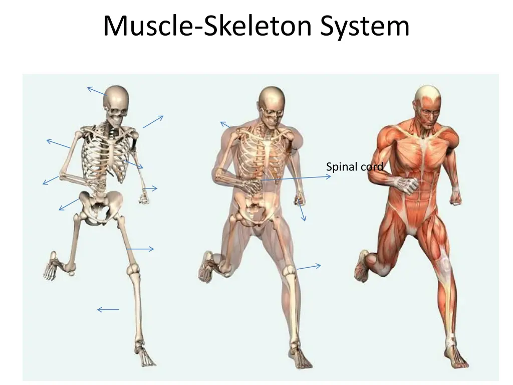 muscle skeleton system 1