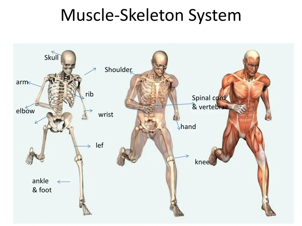 muscle skeleton system