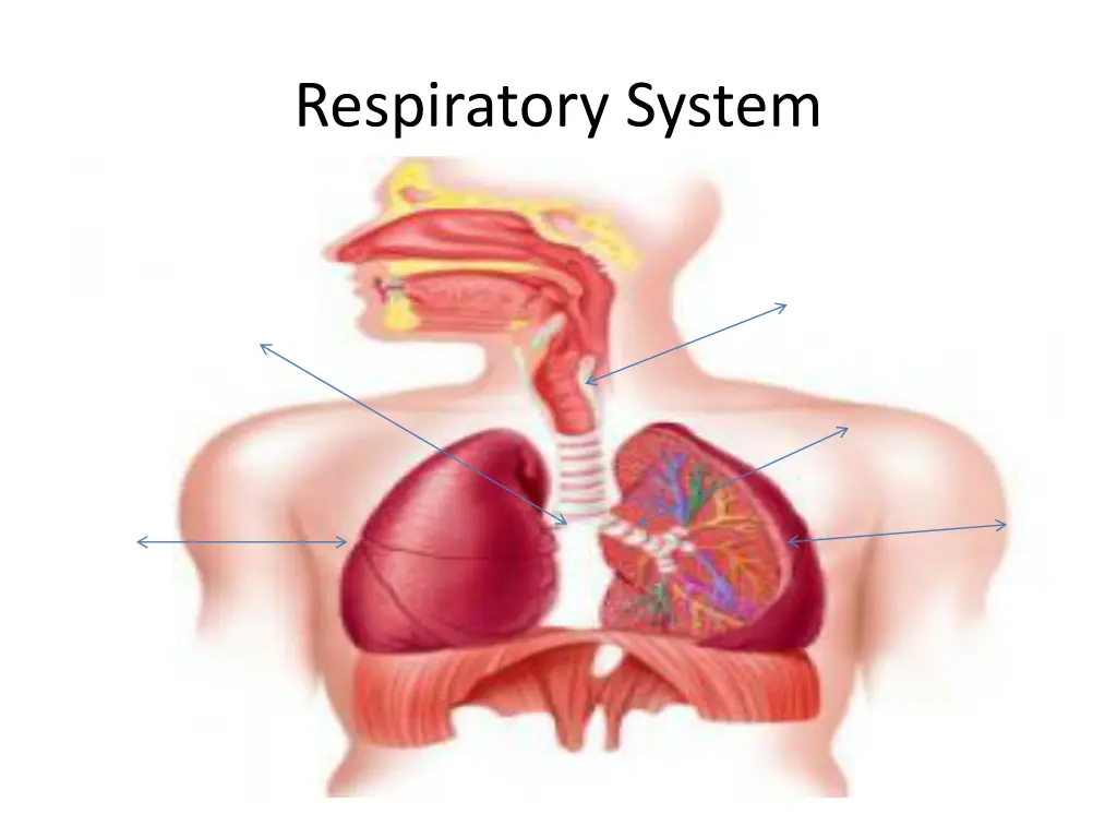 respiratory system 1