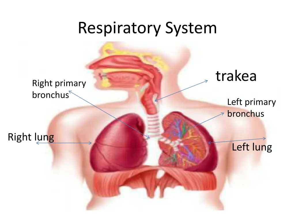 respiratory system