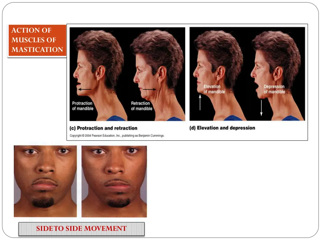 action of muscles of mastication