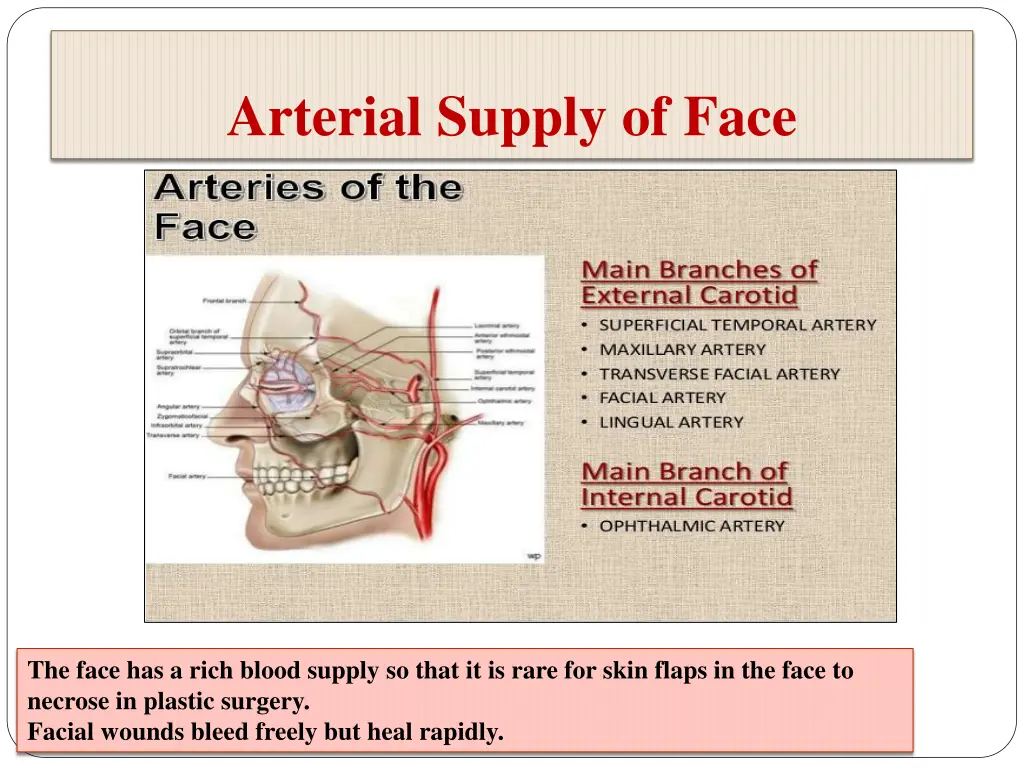 arterial supply of face