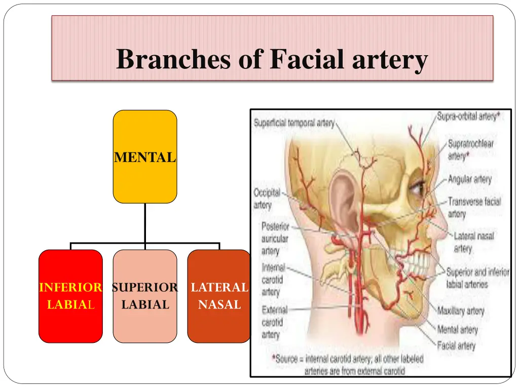 branches of facial artery