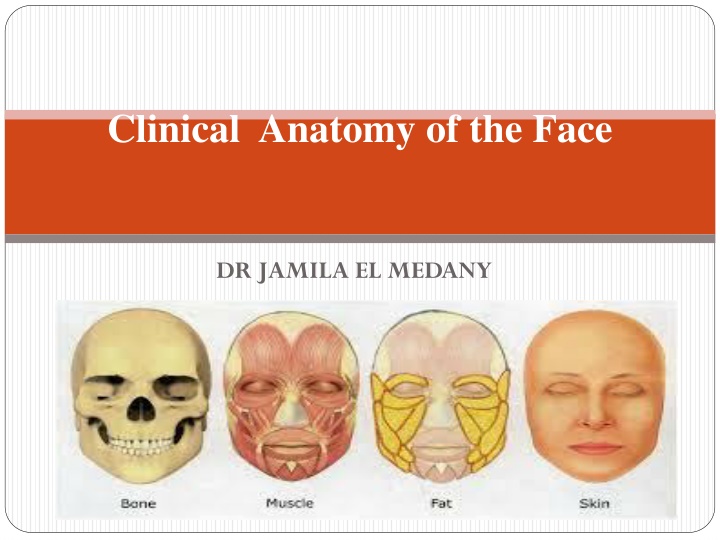 clinical anatomy of the face