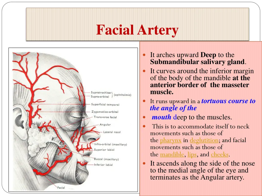 facial artery