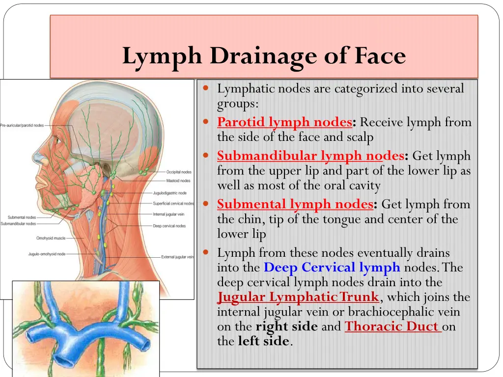 lymph drainage of face