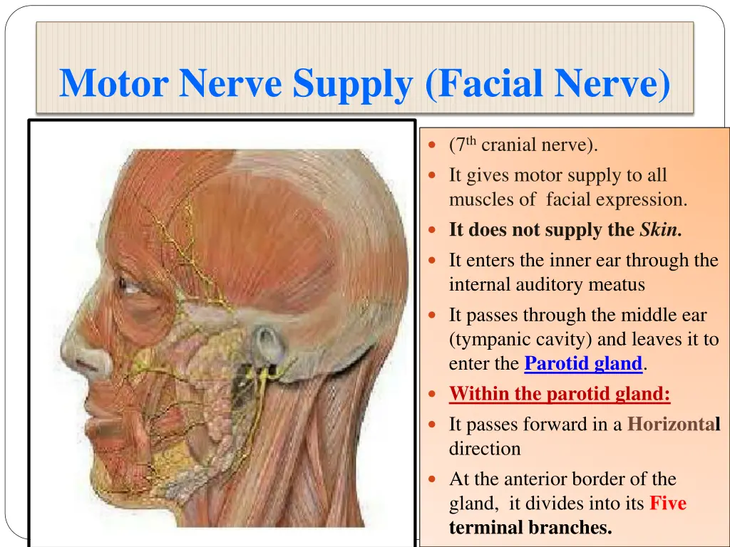 motor nerve supply facial nerve