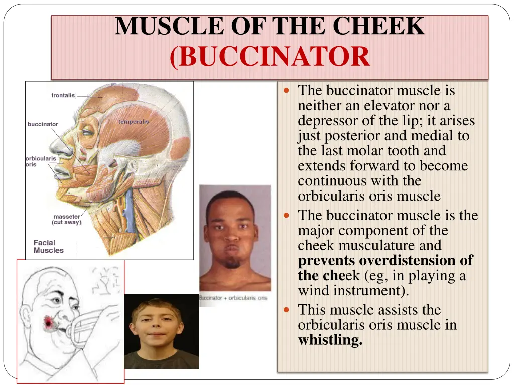 muscle of the cheek buccinator