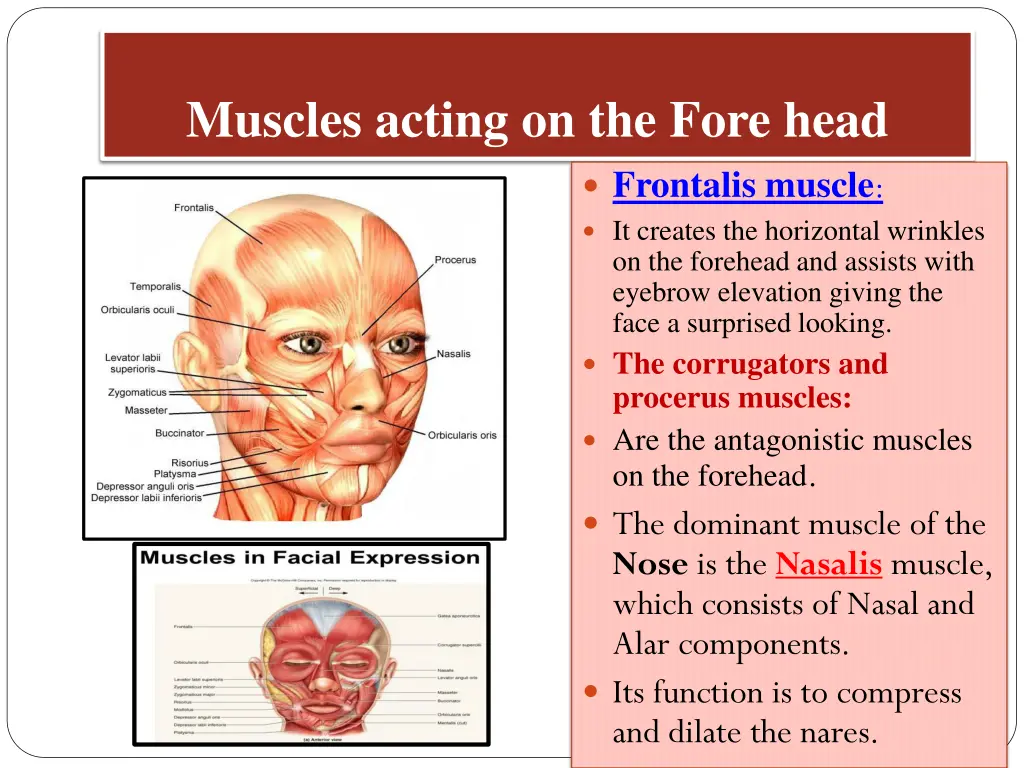 muscles acting on the fore head