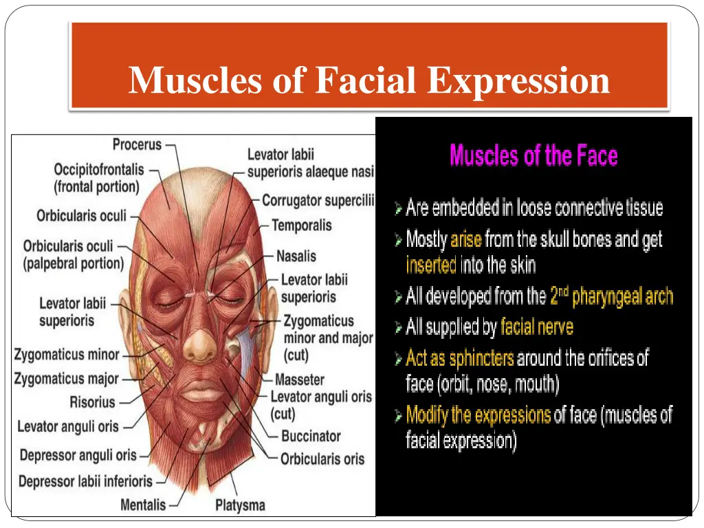 muscles of facial expression