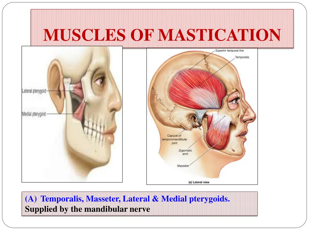 muscles of mastication