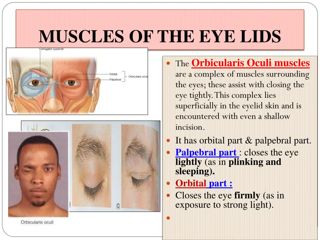 muscles of the eye lids