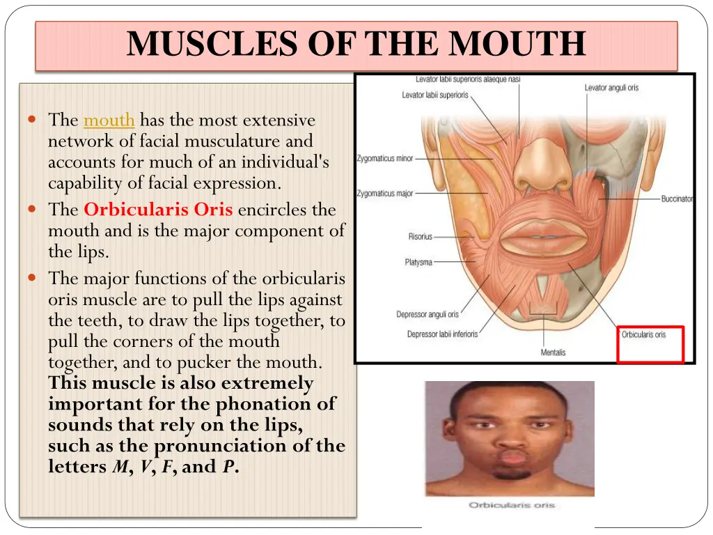 muscles of the mouth