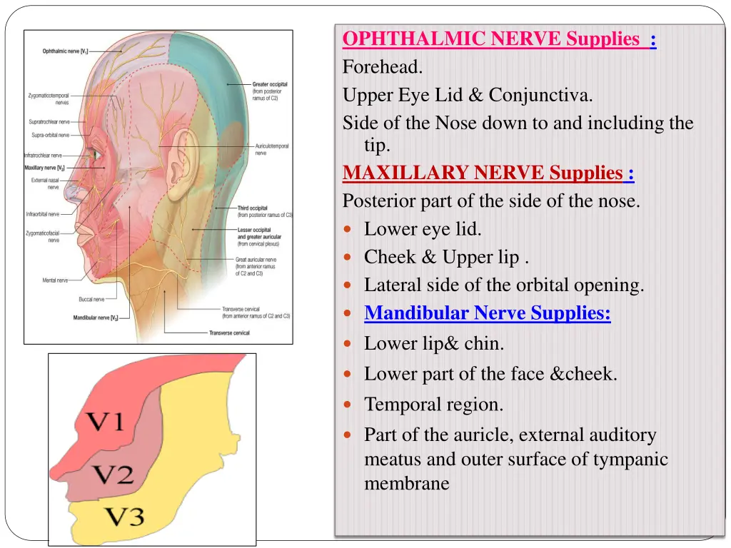 ophthalmic nerve supplies forehead upper