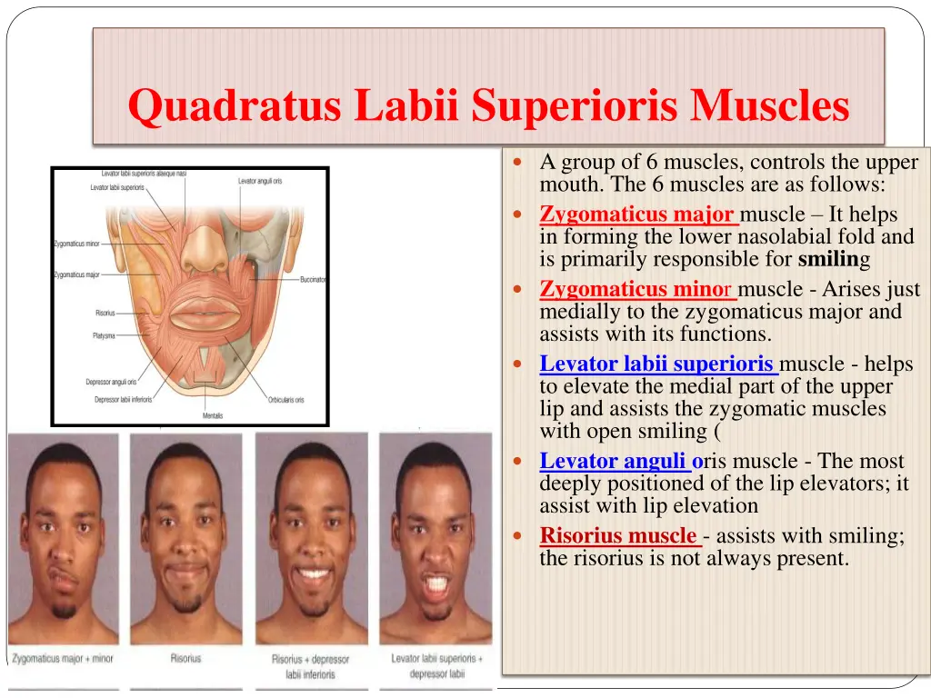 quadratus labii superioris muscles