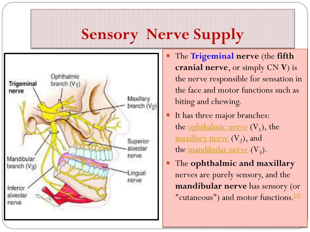 sensory nerve supply