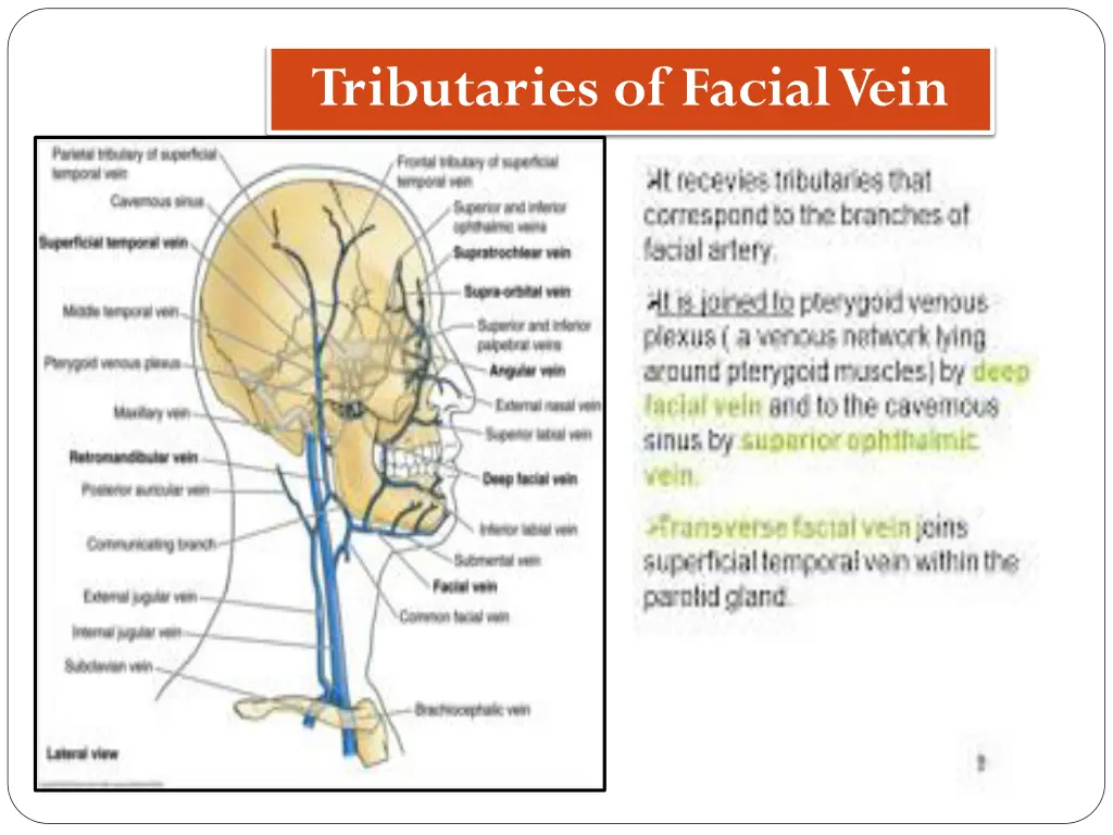 tributaries of facial vein