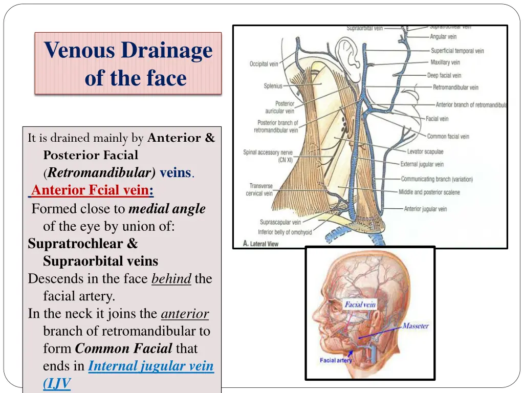 venous drainage of the face