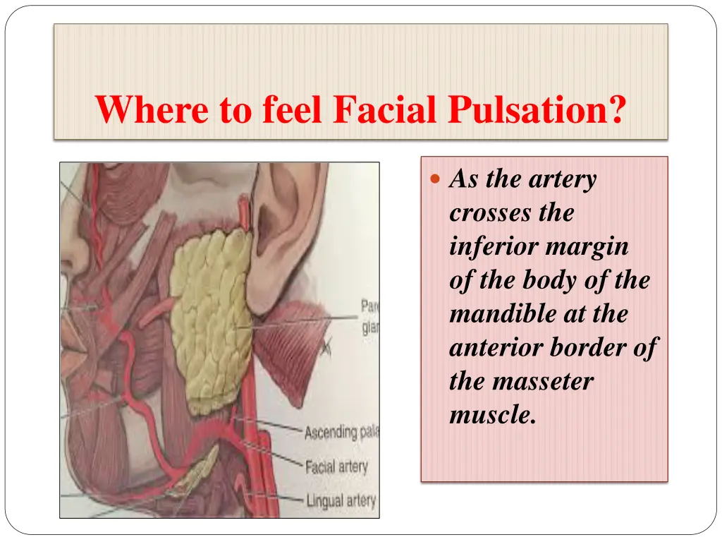 where to feel facial pulsation