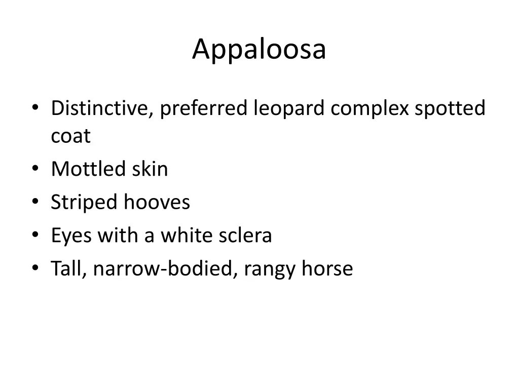 appaloosa