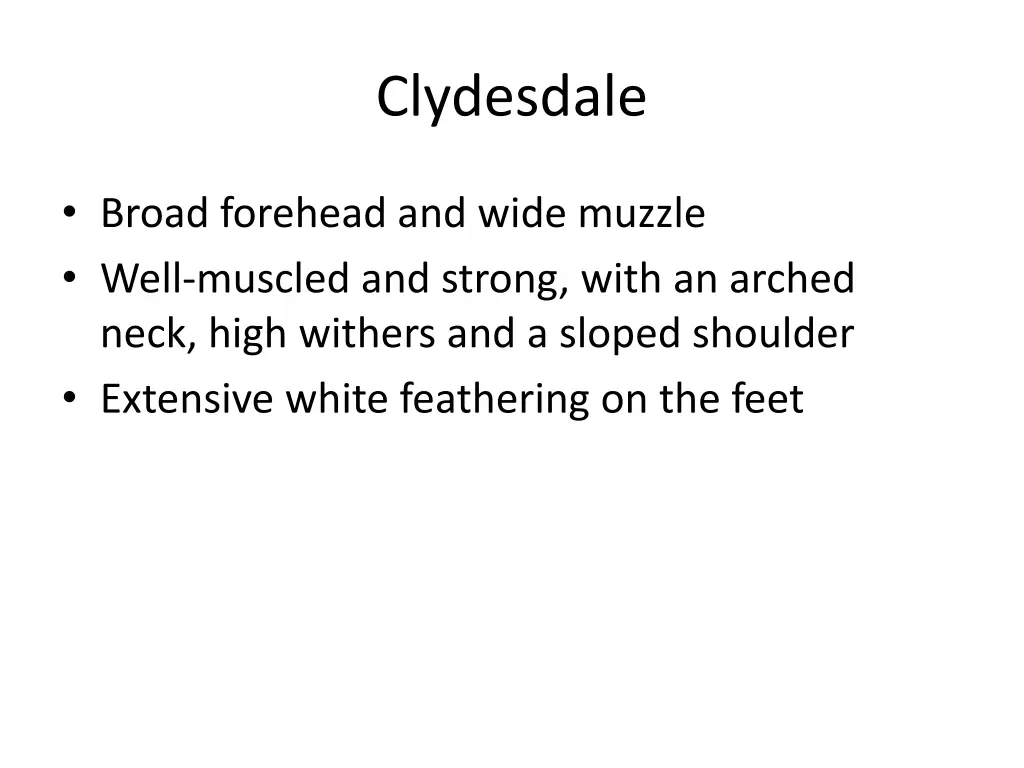 clydesdale