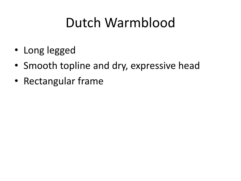 dutch warmblood