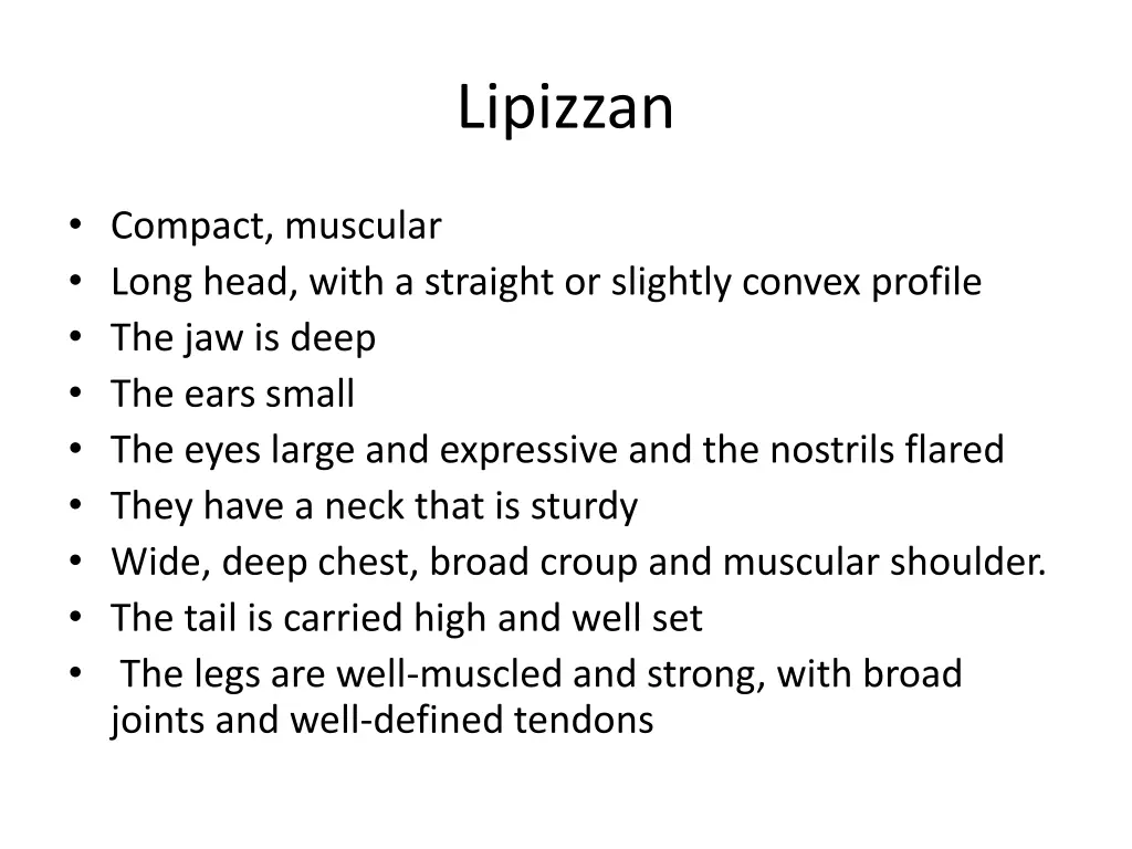 lipizzan